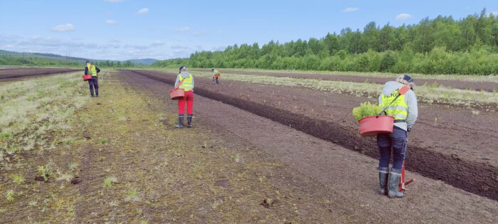 Nixun taimia istutettiin Kemijärvelle. Istutustöistä vastasivat Sallan ja Sodankylän 4H-yhdistykset.